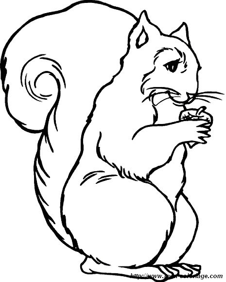 immagine scoiattoli