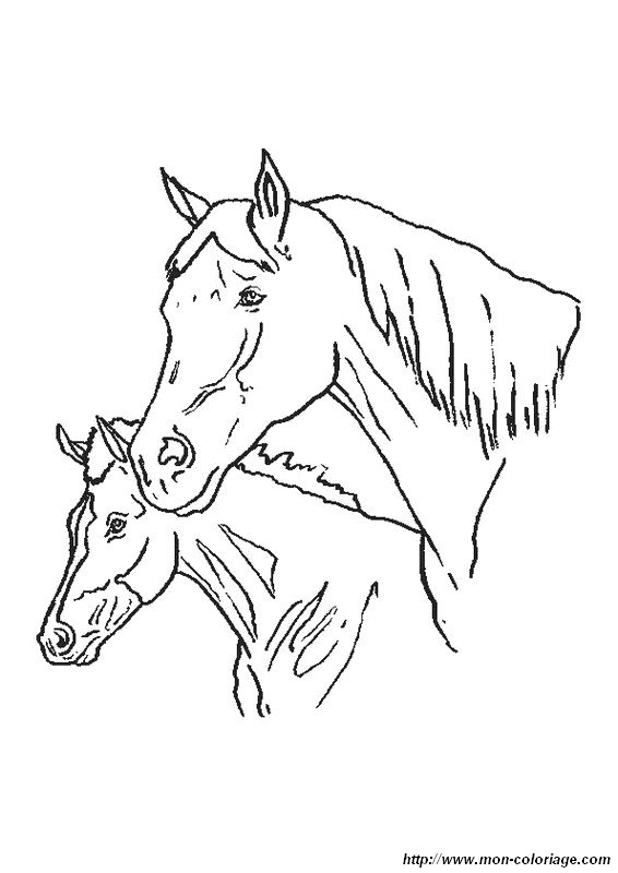 immagine due bellissimi cavalli