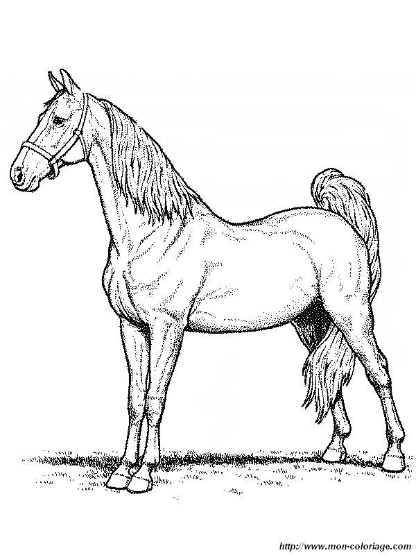 immagine un bel cavallo