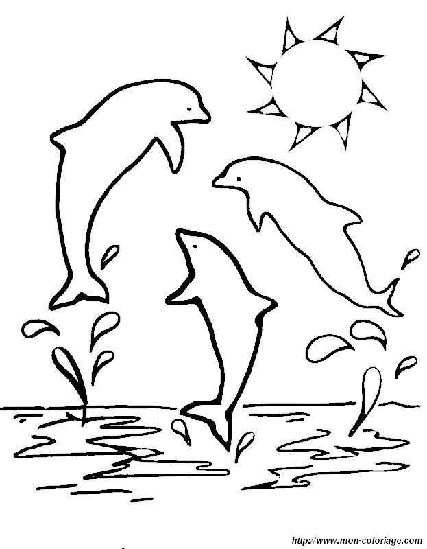 immagine tre delfini