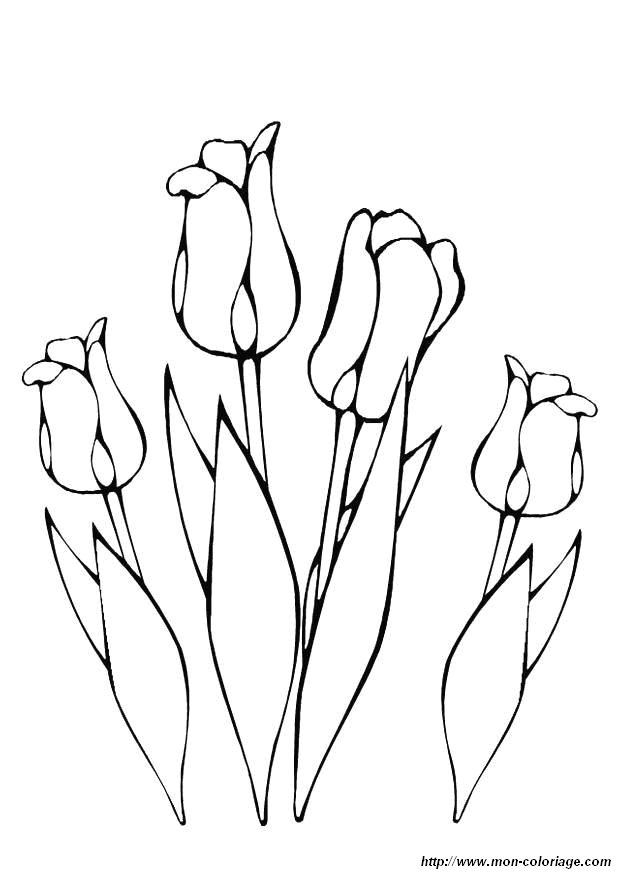 immagine tulipano