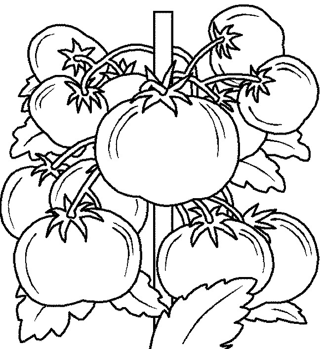 immagine Pomodori maturi