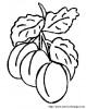 albicocca