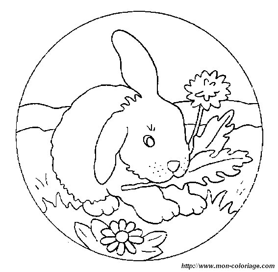 immagine 2 coniglio