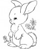 Un piccolo coniglio giovane