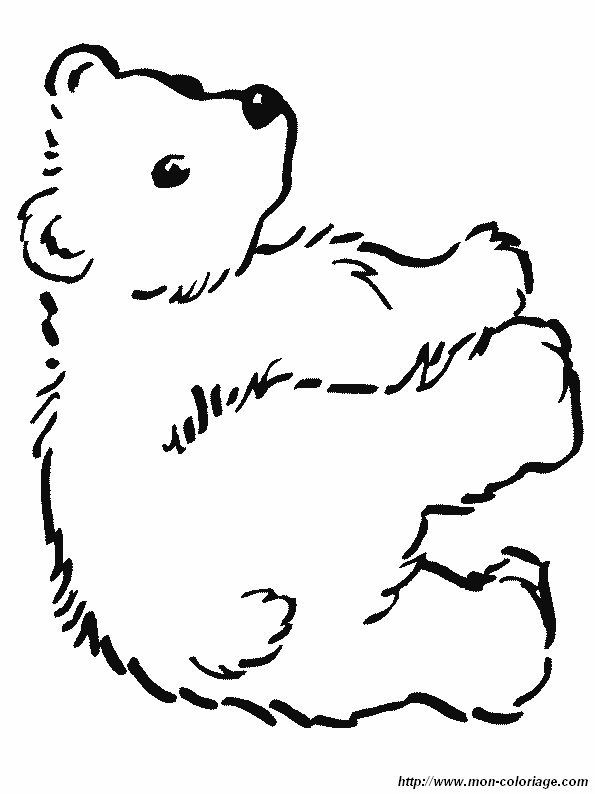 immagine un orso 4