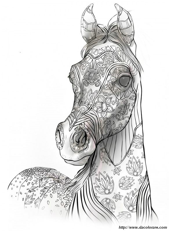 immagine Cavallo arabo