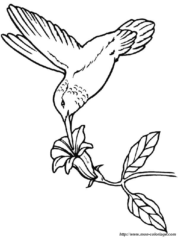 immagine il colibri