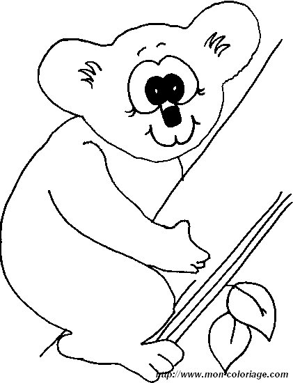 immagine koala 3
