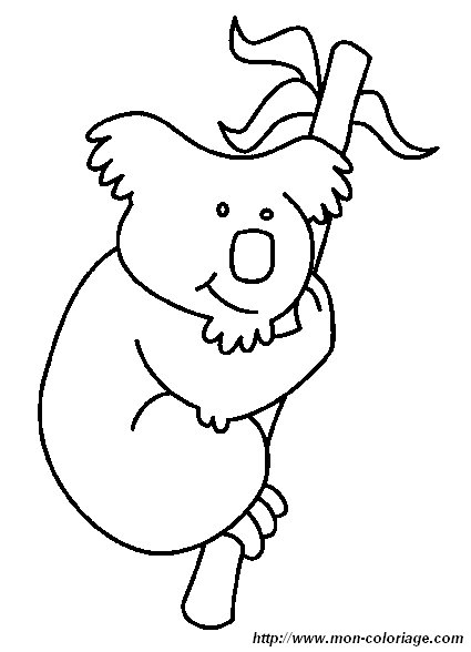 immagine koala 4
