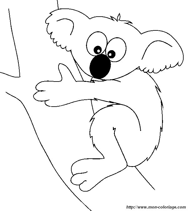 immagine koala