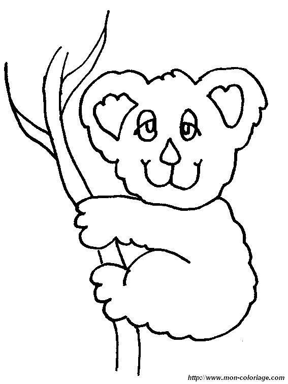immagine koala6