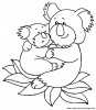 koala 2