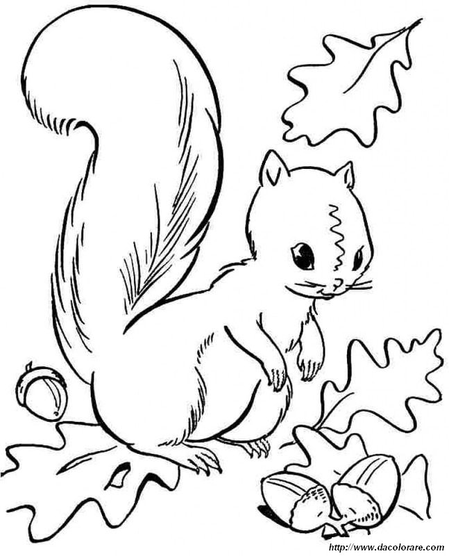 immagine Uno scoiattolo su una quercia