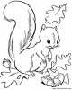 Uno scoiattolo su una quercia