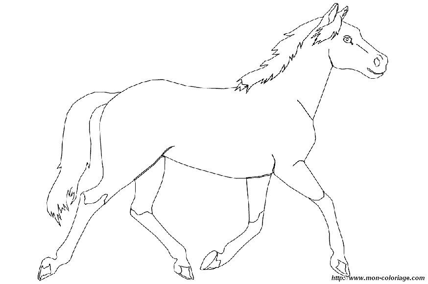 immagine 001 cavallo