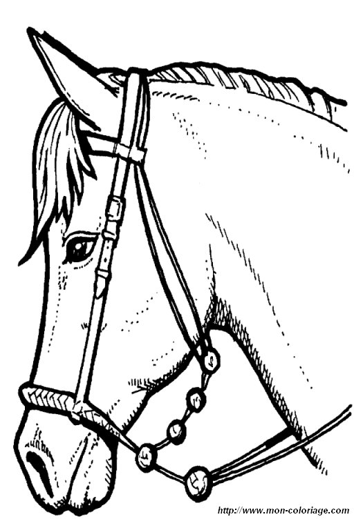 immagine 002 cavallo