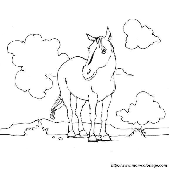 immagine 13 cavallo