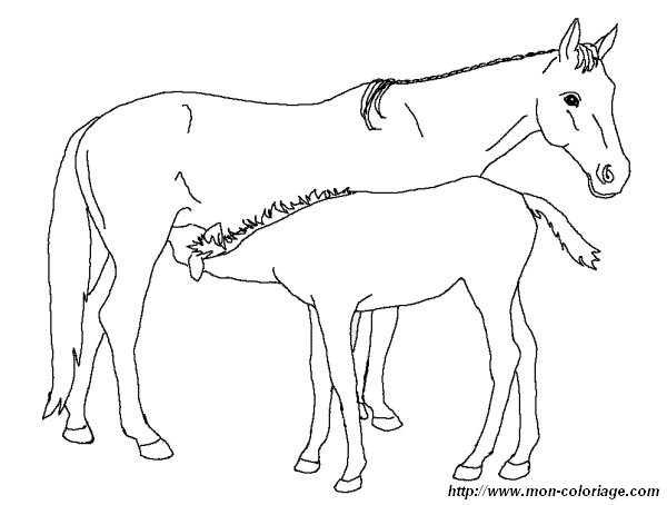 immagine cavallo 2