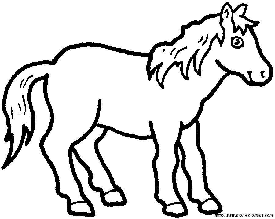 immagine cavallo 4