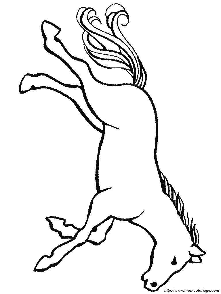 immagine cavallo cavalli