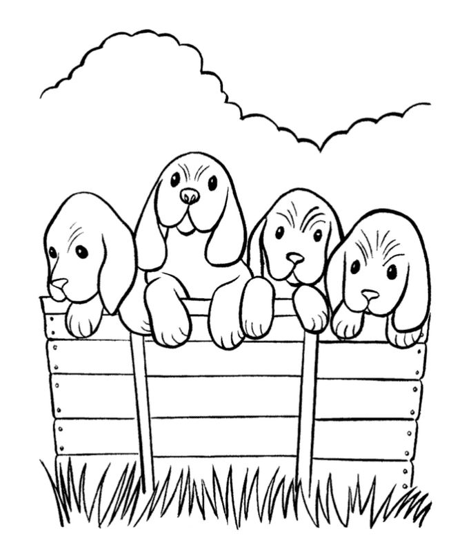 immagine Quattro cuccioli insieme