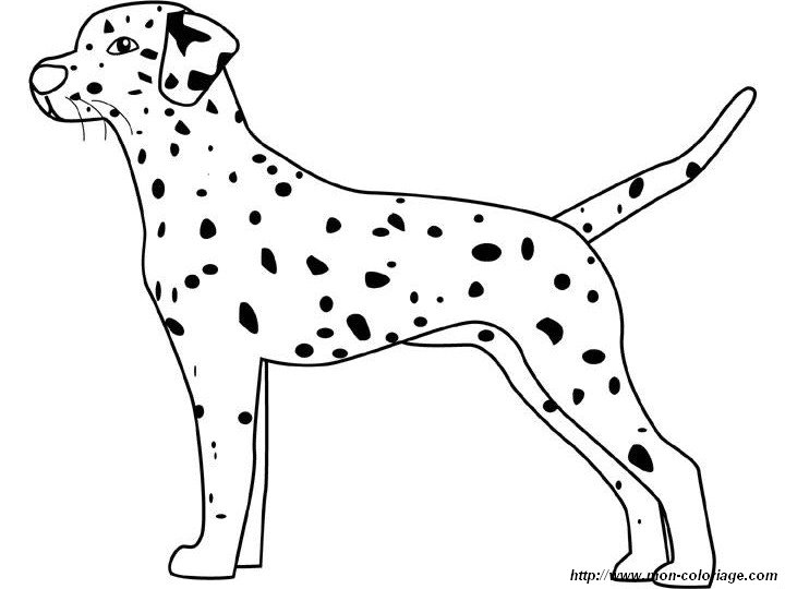 immagine dalmata