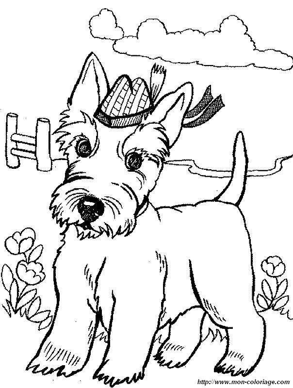immagine scottish terrier con cappello