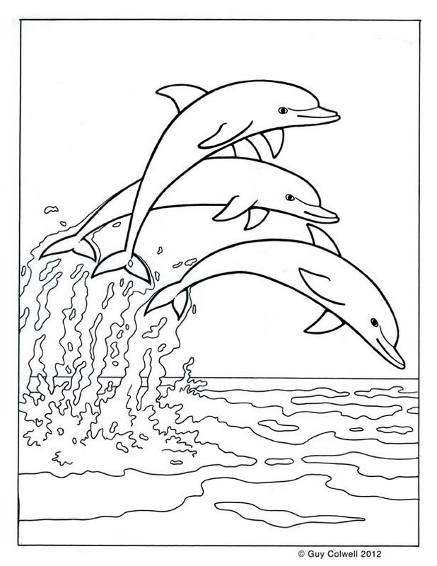 immagine Tre delfini insieme