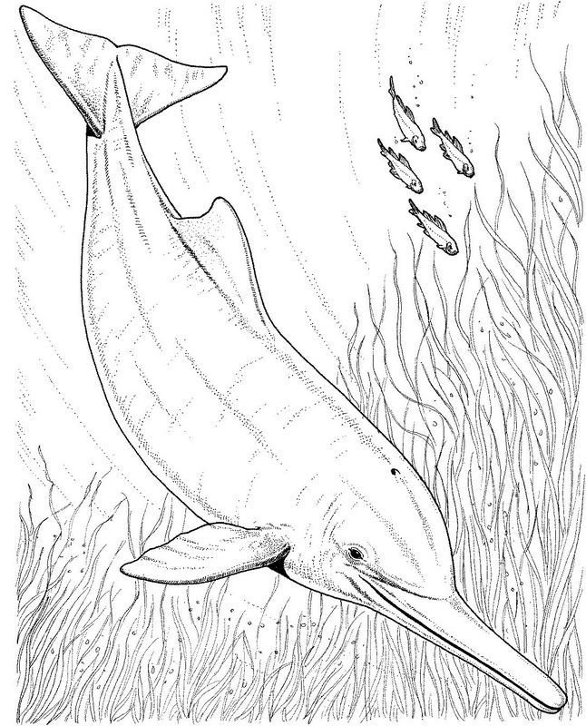 immagine Un delfino con un lungo naso