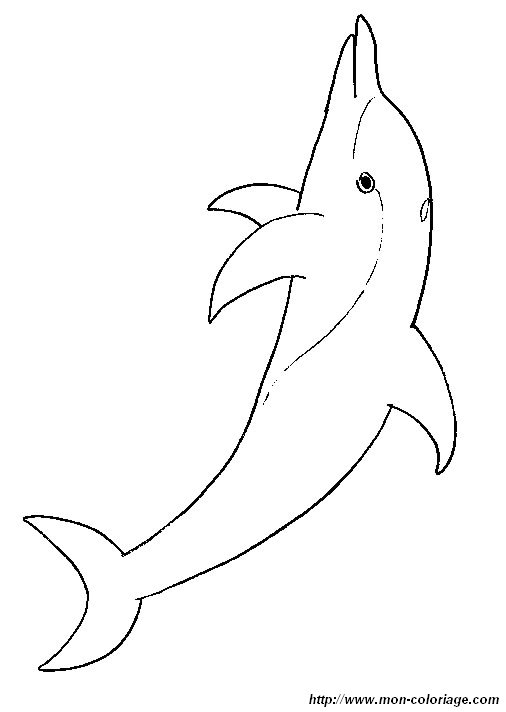 immagine delfini delfino