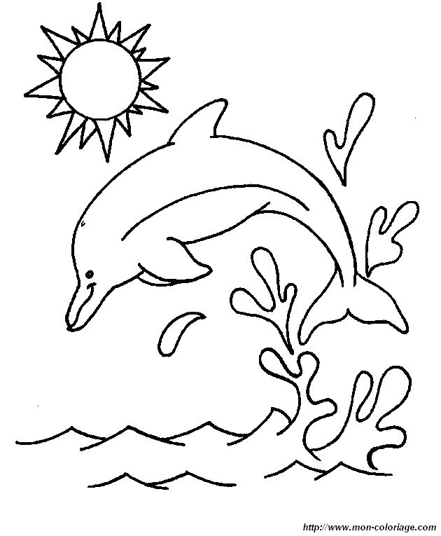 immagine delfino  2