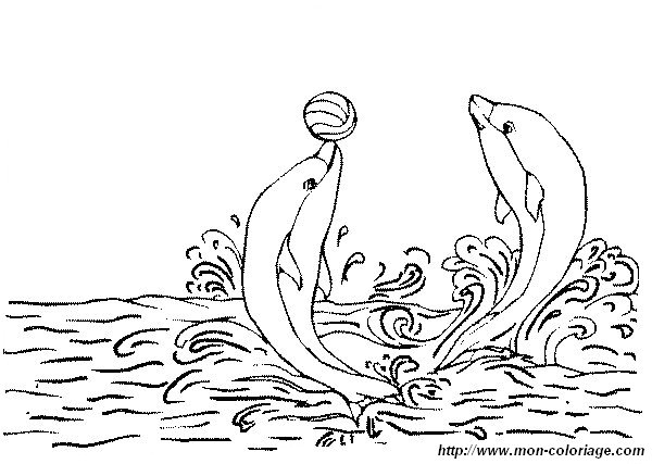 immagine due delfini giocano palla
