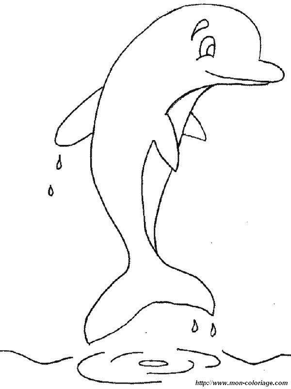 immagine felice delfino