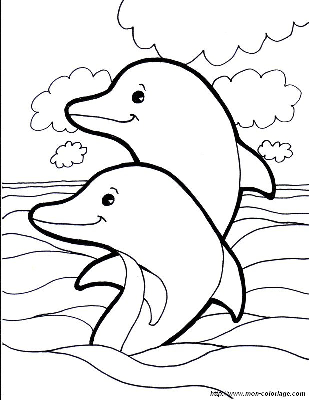 immagine paio di delfino