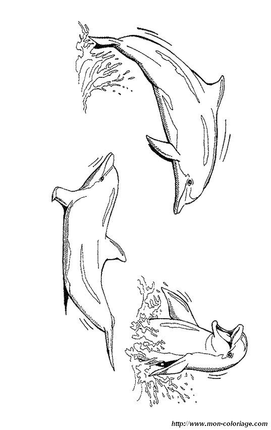 immagine tre delfini