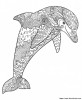 Delfino mandala da colorare