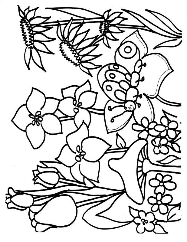 immagine Farfalla e funghi