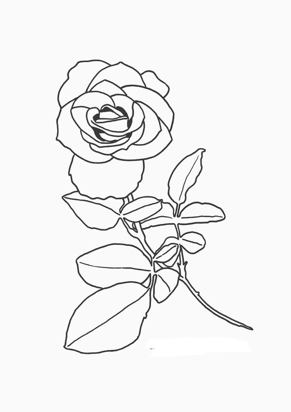 immagine Una rosa bellissima