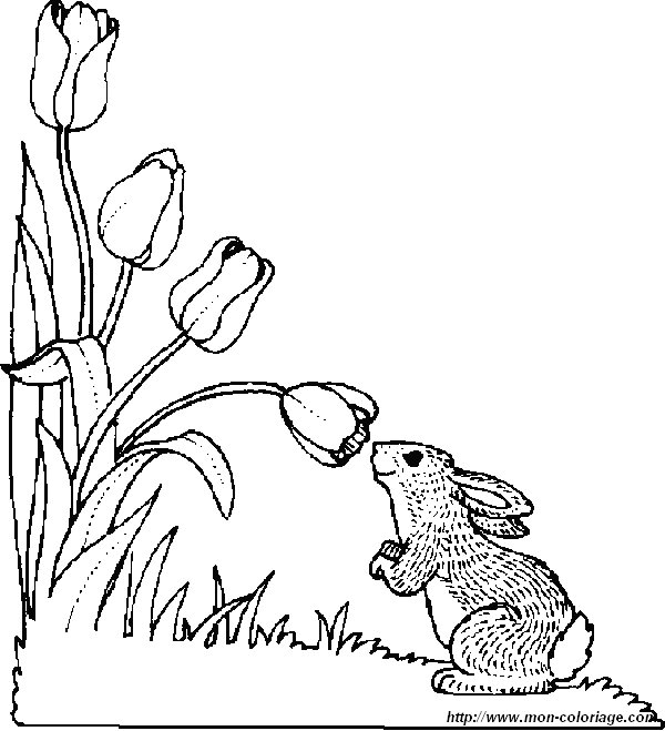 immagine coniglio fiore