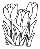 Tulipani di primavera