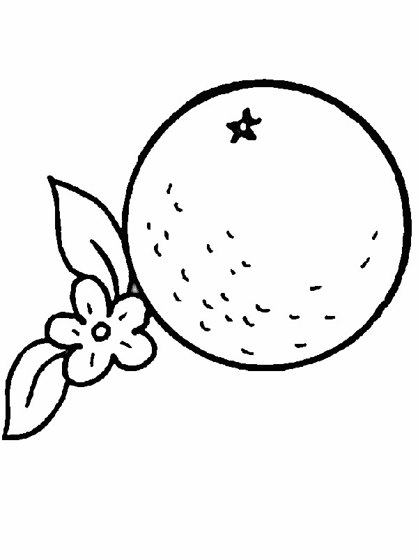 immagine Arancia e fiore