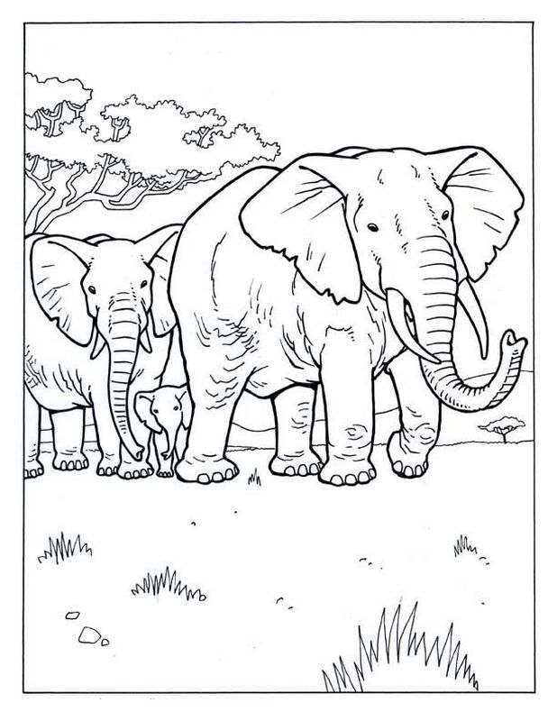 immagine Due elefanti con un bambino