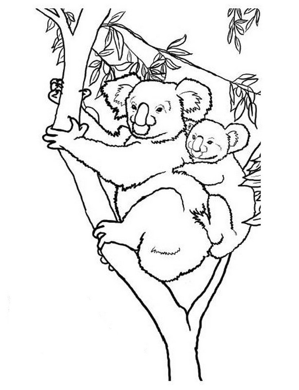 immagine Koala e il suo bambino