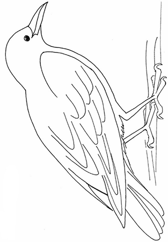 immagine Uccello dei boschi