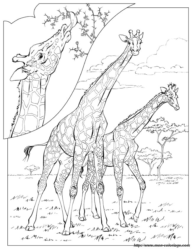 immagine giraffa