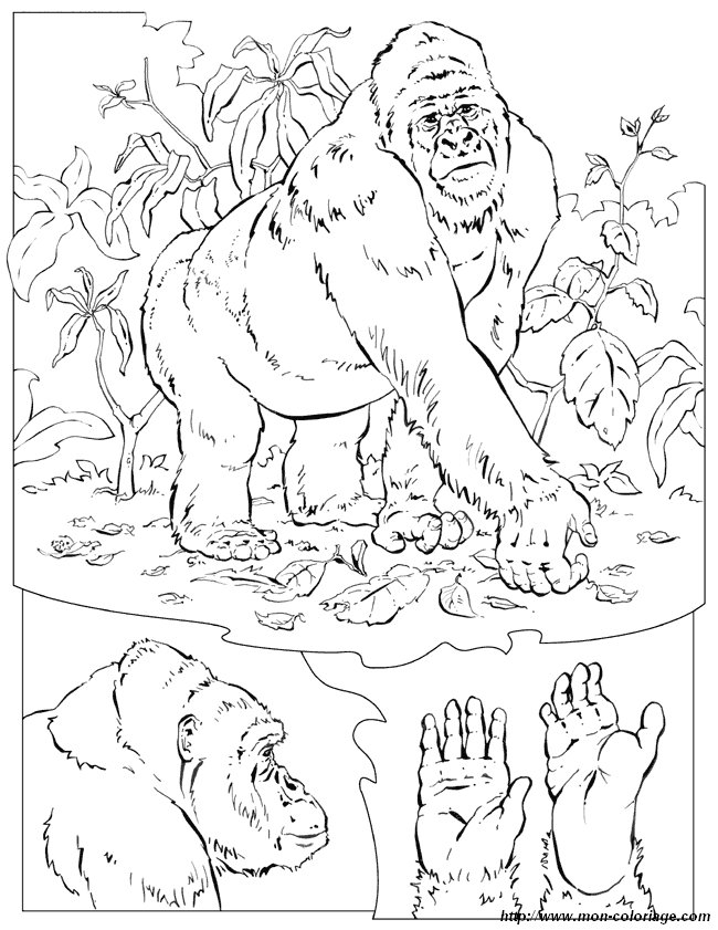 immagine gorilla