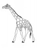 Giraffa africana