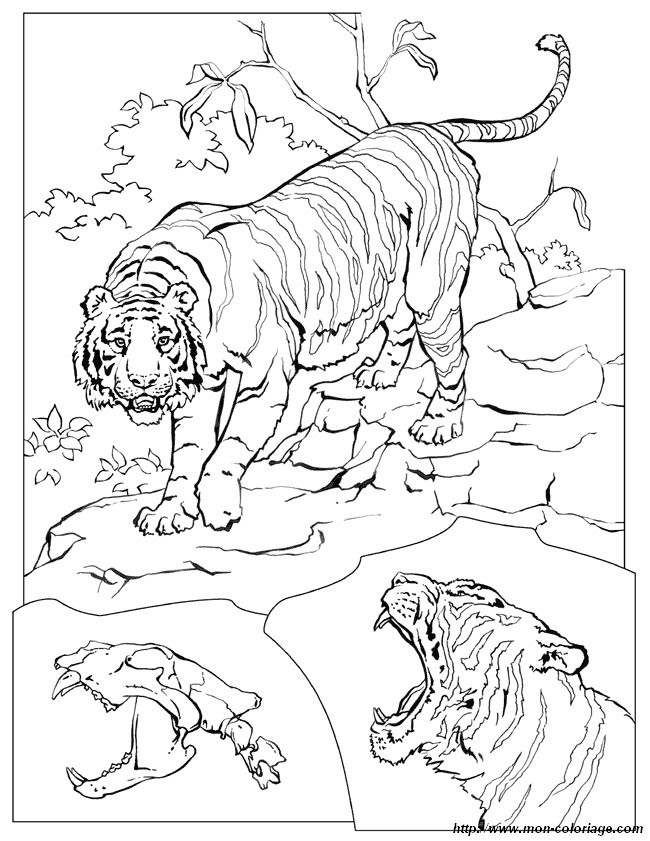 immagine tigre