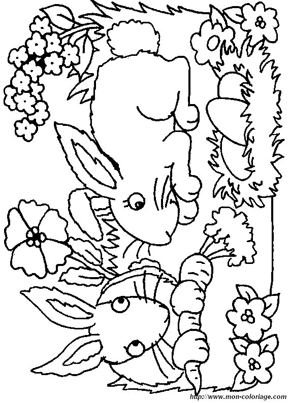 immagine 3 coniglio